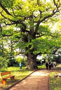 F&uuml;hrung im Park