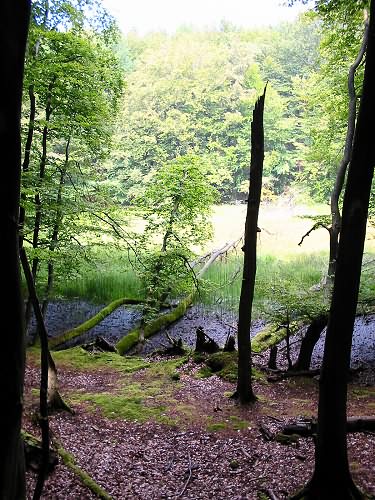 Erholen Sie sich: Insel Rügen | Naturbelassen und urig - der Buchenwald des Nationalpark Jasmund